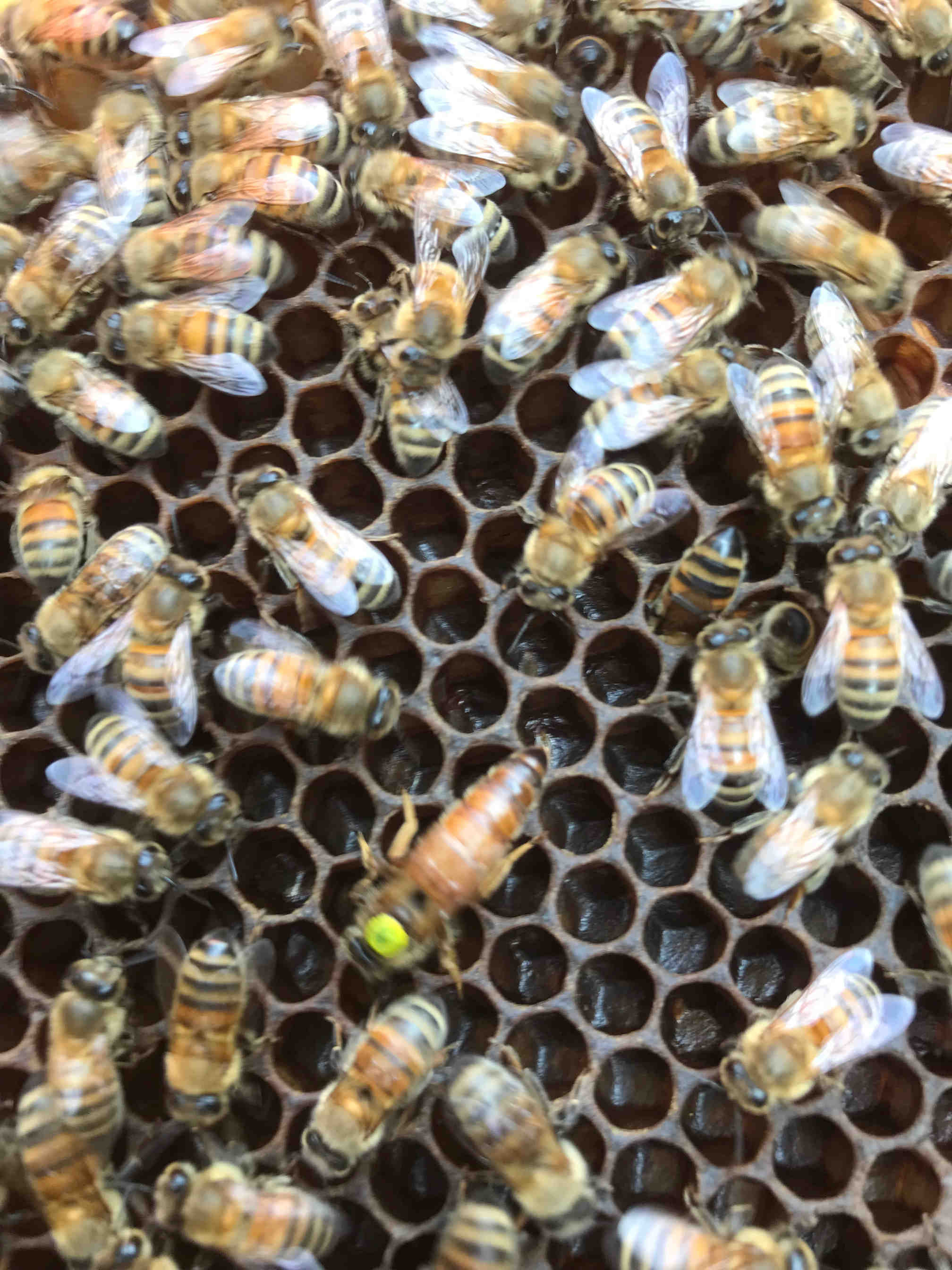 environmental.projects.forest.title